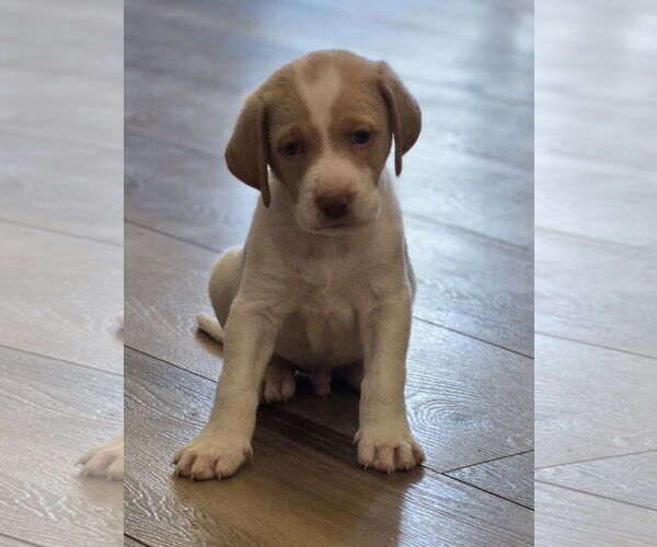 Medium Photo #2 Labrador Retriever-Unknown Mix Puppy For Sale in The Woodlands, TX, USA