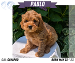 Small Photo #45 Cavapoo Puppy For Sale in GOSHEN, IN, USA