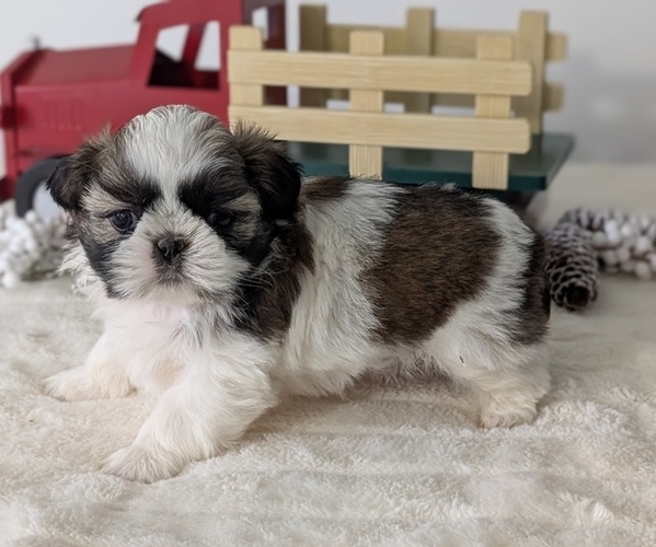Medium Photo #7 Shih Tzu Puppy For Sale in GOSHEN, IN, USA