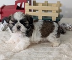 Small #6 Shih Tzu