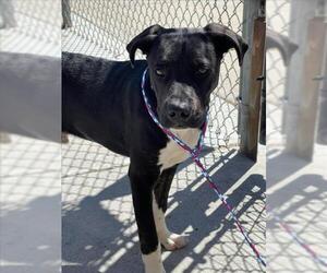 Labrador Retriever-Unknown Mix Dogs for adoption in Tulsa, OK, USA