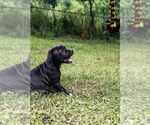 Medium Photo #4 Staffordshire Bull Terrier Puppy For Sale in Maryville, TN, USA