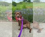 Small #1 Staffordshire Bull Terrier