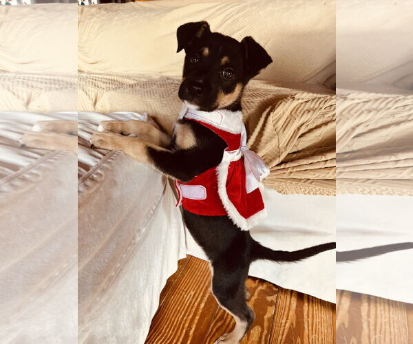 Medium Photo #3 Mutt Puppy For Sale in Holly Springs, NC, USA