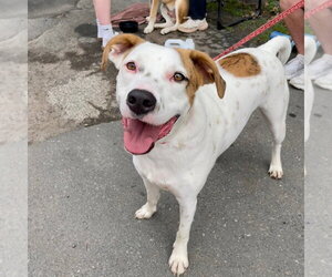 Toby - Male Mutt Dog for Adoption - Photo #24