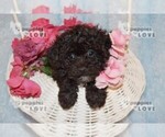 Small Photo #11 Poochon-Poodle (Toy) Mix Puppy For Sale in SANGER, TX, USA