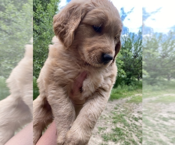 Medium Photo #7 Golden Retriever Puppy For Sale in POWERS, OR, USA