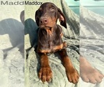 Small Photo #5 Doberman Pinscher Puppy For Sale in POMEROY, OH, USA