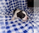 Puppy Puppy 4 Schnauzer (Miniature)