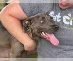 Small #1 American Pit Bull Terrier