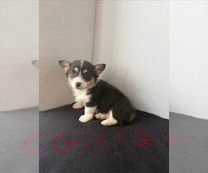 Pembroke Welsh Corgi Puppy for Sale in WATERTOWN, Wisconsin USA