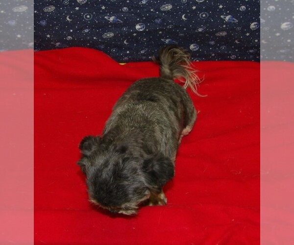 Medium Photo #8 Cavapoochon (Miniature) Puppy For Sale in PATERSON, NJ, USA