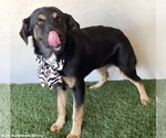 Small #4 Huskies -Rottweiler Mix