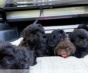 Shih Tzu Puppy for Sale in DECATUR, Tennessee USA