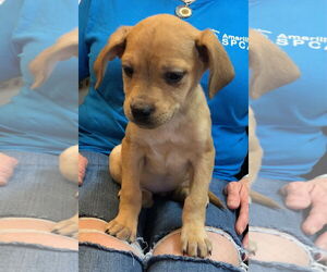 German Shorthaired Lab Dogs for adoption in Amarillo, TX, USA