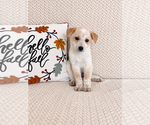 Small #3 Australian Cattle Dog