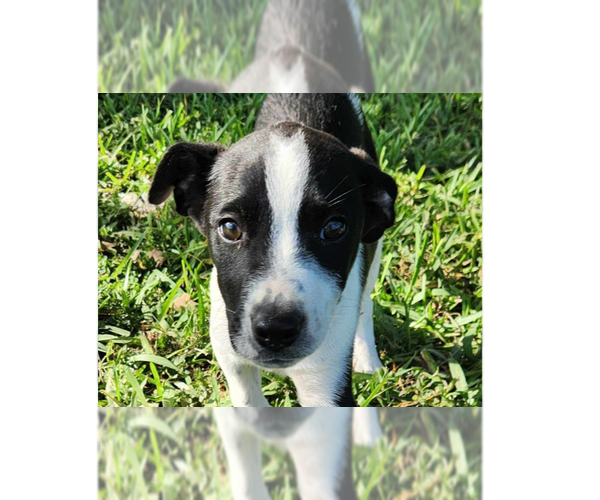 Medium Photo #1 Mutt Puppy For Sale in Tampa, FL, USA
