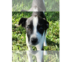 Mutt Dogs for adoption in Tampa, FL, USA