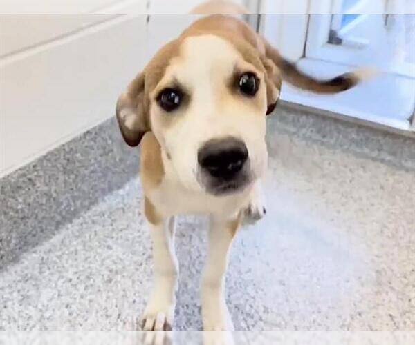 Medium Photo #2 Black Mouth Cur-Catahoula Leopard Dog Mix Puppy For Sale in Houston, TX, USA