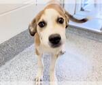 Small #1 Black Mouth Cur-Catahoula Leopard Dog Mix