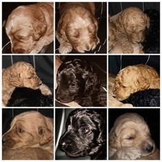 Labradoodle-Unknown Mix Puppy for sale in SHELBY, OH, USA