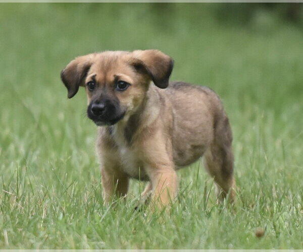 Medium Photo #5 Retriever -Unknown Mix Puppy For Sale in Mechanicsburg, PA, USA