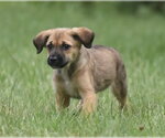 Small #4 Retriever  Mix