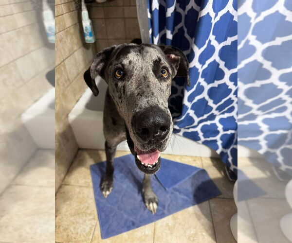 Medium Photo #2 Great Dane Puppy For Sale in Bullard, TX, USA