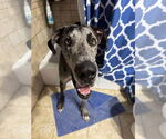 Small #1 Great Dane