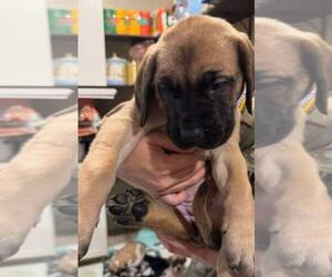 Mastiff Puppy for sale in FAYETTEVILLE, NC, USA