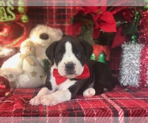 Boxer Puppy for sale in CLAY, PA, USA