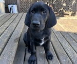 Puppy Thoreo German Shorthaired Lab