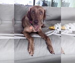 Small #8 Labrador Retriever Mix