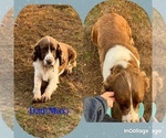 Small Photo #1 English Springer Spaniel Puppy For Sale in EHRHARDT, SC, USA