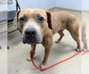 American Staffordshire Terrier Dogs for adoption in Aurora, CO, USA