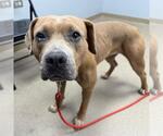 PANCAKE - Female American Staffordshire Terrier Dog for Adoption - Small photo