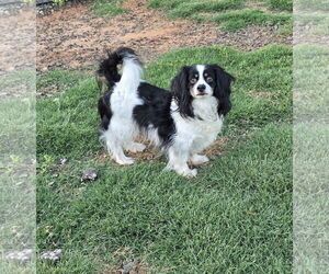 Dachshund-Spaniel Mix Dogs for adoption in Social Circle, GA, USA