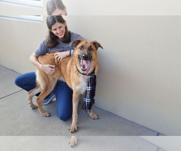 Medium Photo #2 German Shepherd Dog-Unknown Mix Puppy For Sale in McKinney, TX, USA