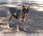Small #1 Mutt