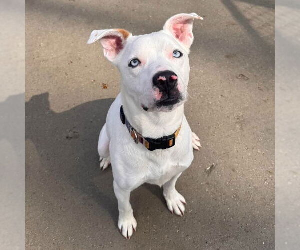 Medium Photo #1 Labrador Retriever Puppy For Sale in Muskegon, MI, USA
