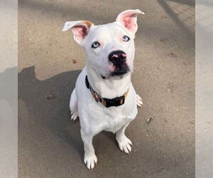 Labrador Retriever Dogs for adoption in Muskegon, MI, USA