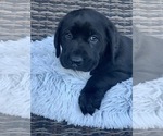 Small Photo #7 Labrador Retriever Puppy For Sale in AUBURN, WA, USA