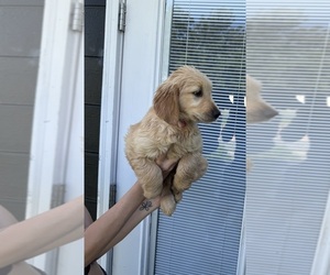 Medium Golden Retriever
