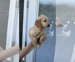 Puppy Tulip Golden Retriever
