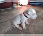 Small Photo #4 Dogo Argentino Puppy For Sale in RYAN, OK, USA