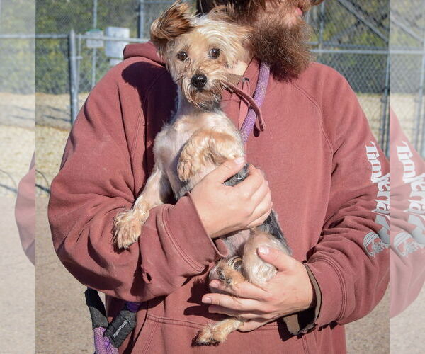 Medium Photo #2 Mutt Puppy For Sale in Huntley, IL, USA