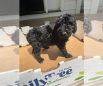 Small Photo #6 Poodle (Standard) Puppy For Sale in RALEIGH, NC, USA
