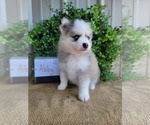 Small Photo #6 Pomsky Puppy For Sale in BELLEVUE, IA, USA