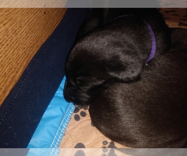 Medium Photo #22 Belgian Malinois-German Shorthaired Pointer Mix Puppy For Sale in SALINAS, CA, USA