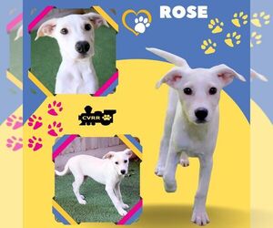 Mutt Dogs for adoption in Lindsay, CA, USA